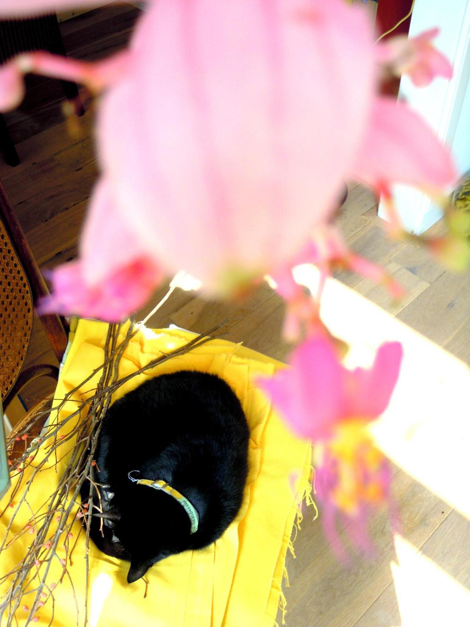 Missortelia B&B Amsterdam Luaran gambar